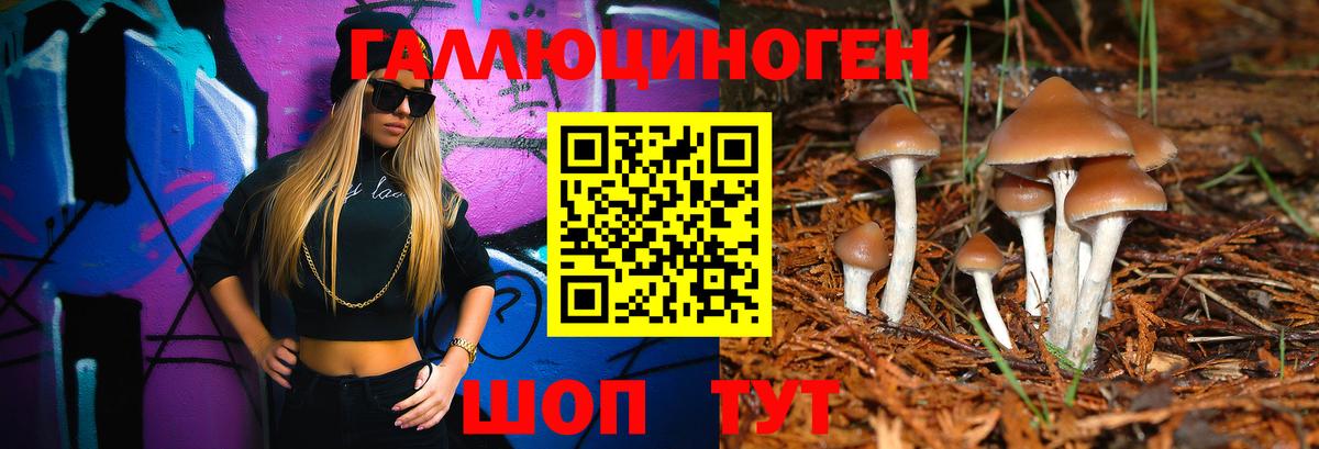 Галлюциногенные грибы Psilocybine cubensis Алейск